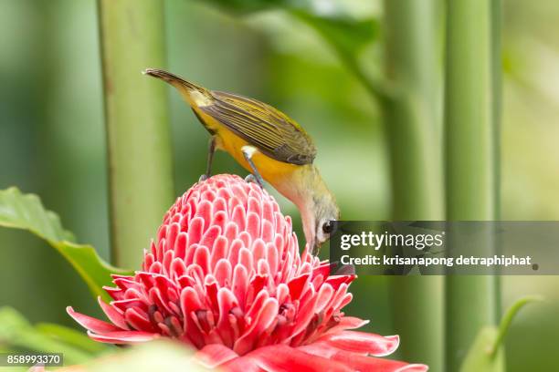 little spiderhunter,bird - cigar texture stock pictures, royalty-free photos & images