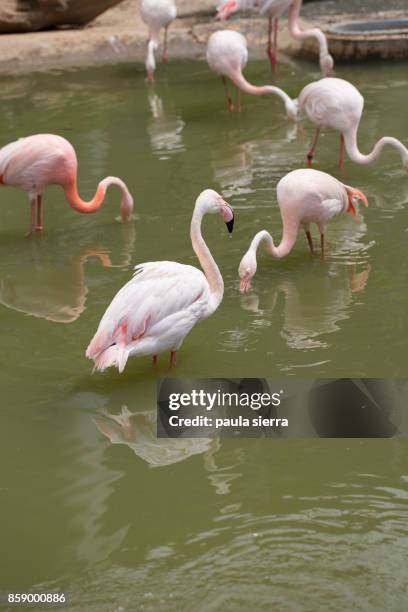 flamingos - paris zoological park stock pictures, royalty-free photos & images