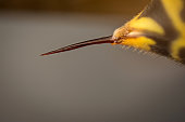 Sting of wasp