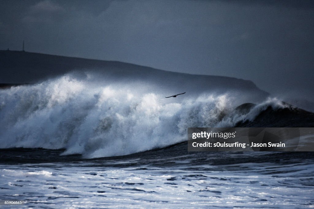 Seagull big wave surfing