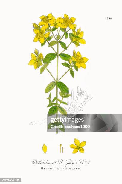 dotted-leaved st. john’s wort, hypericum perforatum, victorian botanical illustration, 1863 - st johns wort stock illustrations