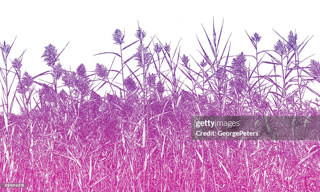 常見的蘆葦剪影銅版雕刻