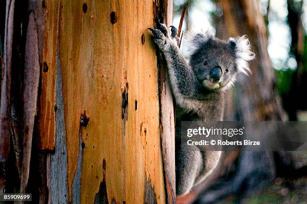 koala, gum tree - australia koala stock pictures, royalty-free photos & images