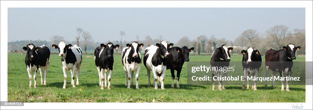 Herd of cows in field