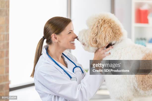 caring female vet rubs noses with adorable large dog - rubbing noses stock pictures, royalty-free photos & images
