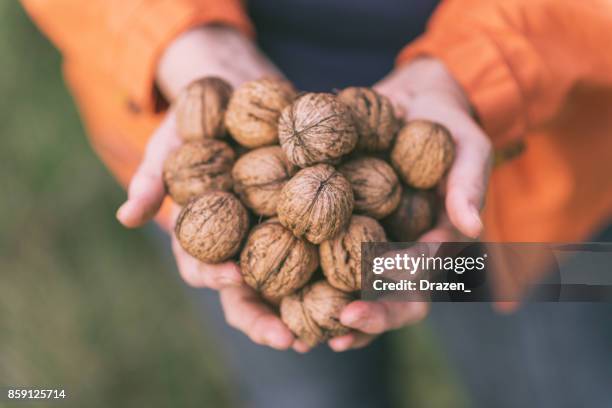 activa mujer senior con el puñado de nueces - walnut fotografías e imágenes de stock