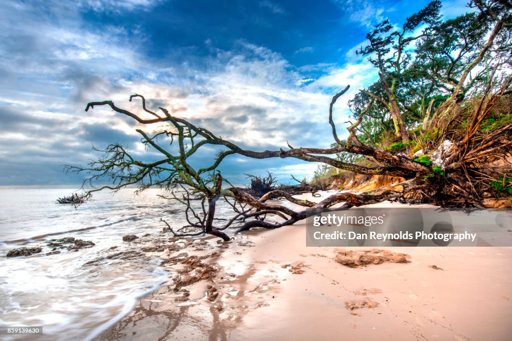 Old Growth Tree  and Beach against blue sky