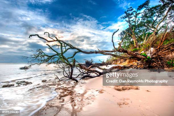 old growth tree  and beach against blue sky - amelia island stock pictures, royalty-free photos & images