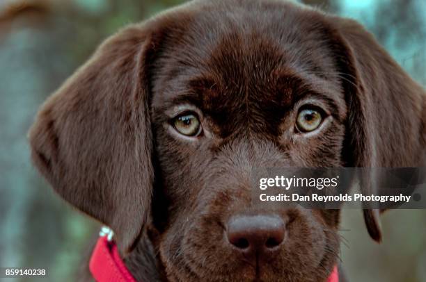 Choclacolate Lab Attacking 484 American Chocolate Lab Stock Photos, High-Res Pictures, and Images ...