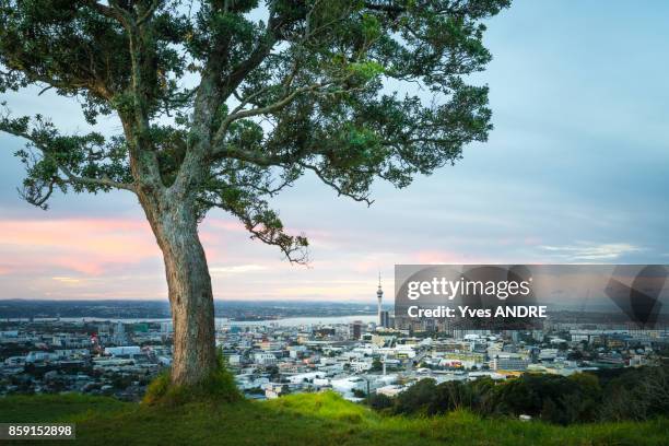 city view of auckland from mount eden, new zealand - mount eden stockfoto's en -beelden