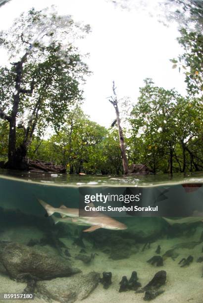 school of juvenile blacktip reef sharks in a shallow pool inside a mangrove forest - ペレスメジロザメ ストックフォトと画像