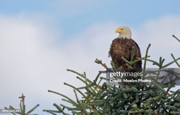 eagle glancing sideways - perching stock pictures, royalty-free photos & images
