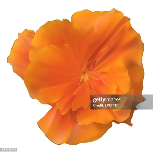 california poppy - orange california stock illustrations