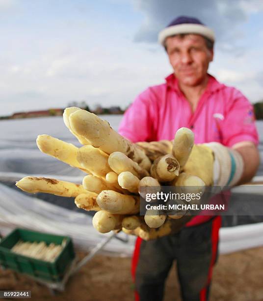 Polish seasonal worker holds up a bunch of asparagus in a field near the eastern German town of Klaistow on April 13, 2009. Hundreds of seasonal...