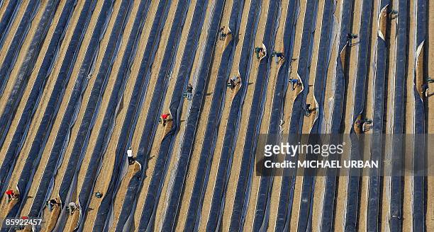 Polish seasonal workers take part in the asparagus harvest in a field near the eastern German town of Klaistow on April 13, 2009. Hundreds of...