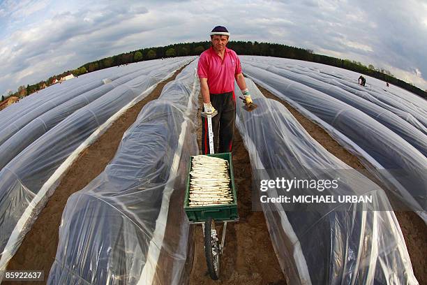 Polish seasonal worker takes part in the asparagus harvest in a field near the eastern German town of Klaistow on April 13, 2009. Hundreds of...