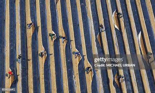 Polish seasonal workers take part in the asparagus harvest in a field near the eastern German town of Klaistow on April 13, 2009. Hundreds of...