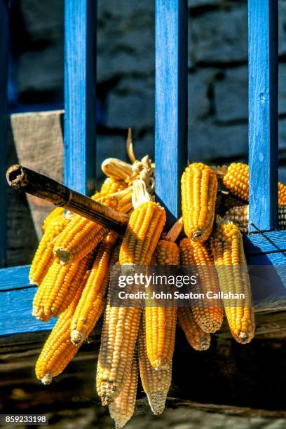 harvested corn in the annapurna district - annapurna conservation area fotografías e imágenes de stock