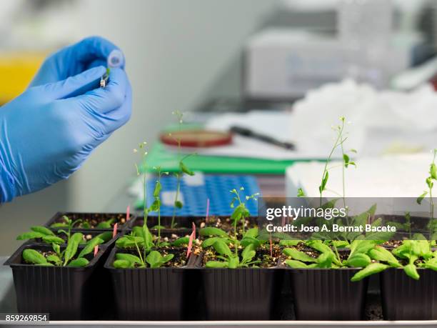 Modified Seeds 1,137 Genetically Modified Seeds Stock Photos, High-Res Pictures, and ...