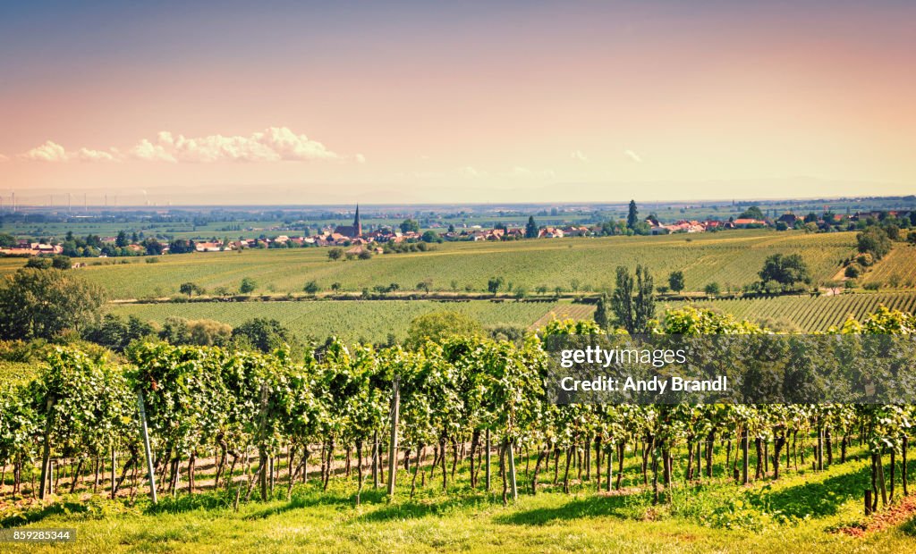 Wineland (Southern Palatinate, Germany)