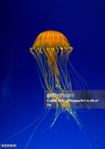 Brown jellyfish with tentacles swimming in Kaiyukan aquarium, Kansai region, Osaka, Japan on August 19, 2017 in Osaka, Japan.