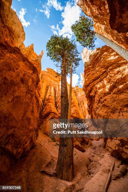 tree at the bottom of navajo trail, bryce canyon national park - rock bottom stock pictures, royalty-free photos & images
