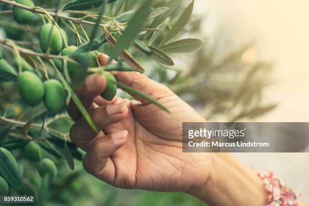 olijven plukken - olijfboom stockfoto's en -beelden