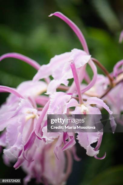 epicattleya a. m. gentle orchid flowers - epidendrum stock pictures, royalty-free photos & images