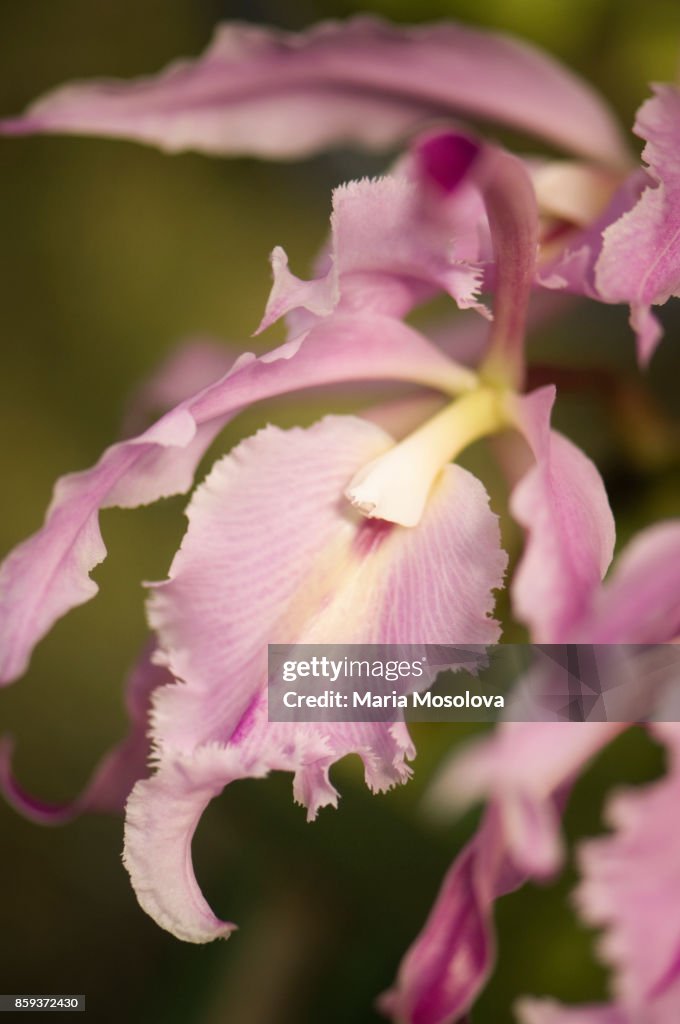 Epicattleya A. M. Gentle Orchid Flowers