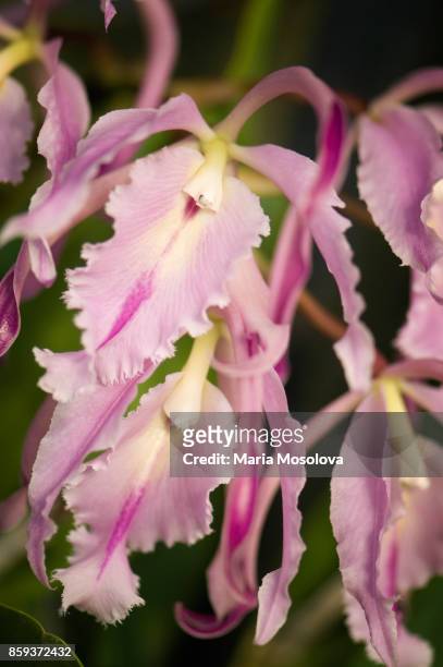 epicattleya a. m. gentle orchid flowers - epidendrum stock pictures, royalty-free photos & images