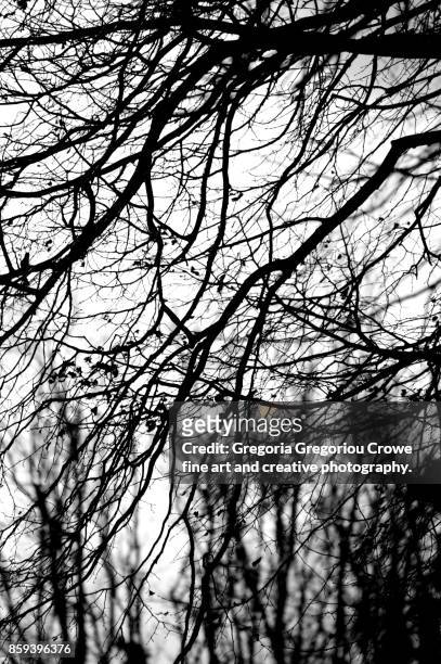 bare trees against sky - gregoria gregoriou crowe fine art and creative photography. imagens e fotografias de stock
