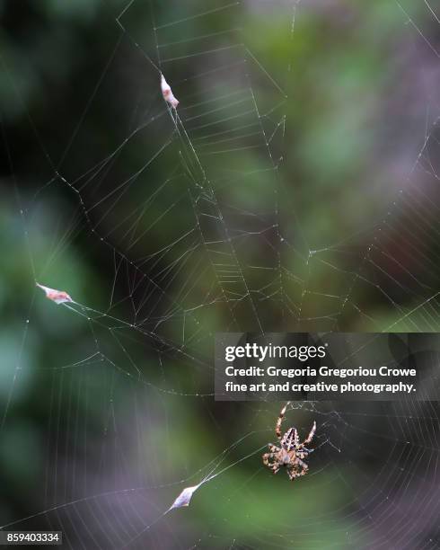 spider on web with pray - gregoria gregoriou crowe fine art and creative photography foto e immagini stock