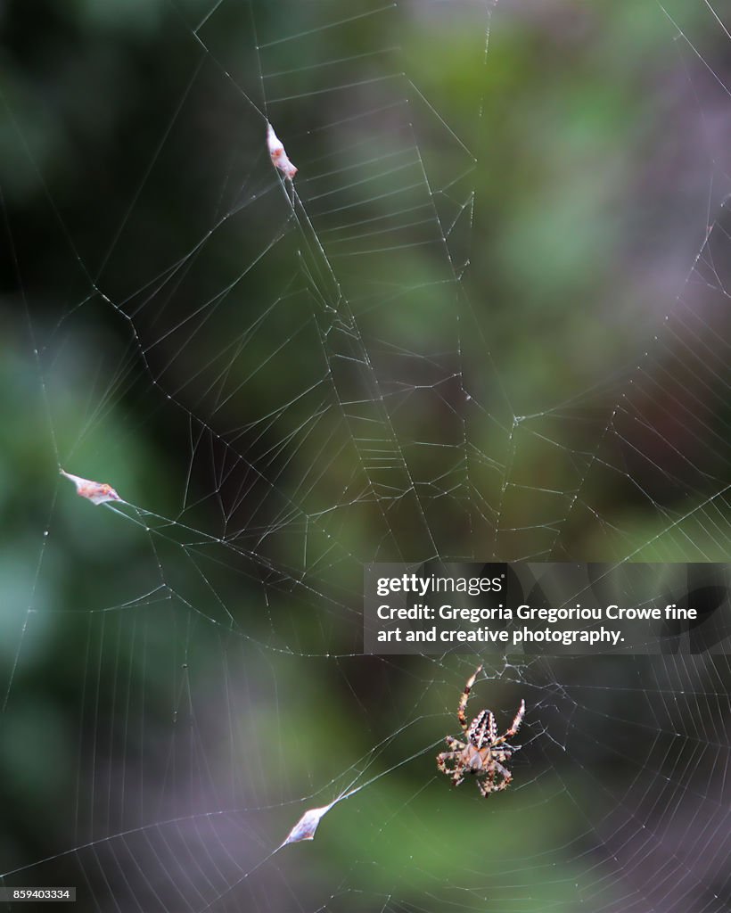 Spider On Web With Pray