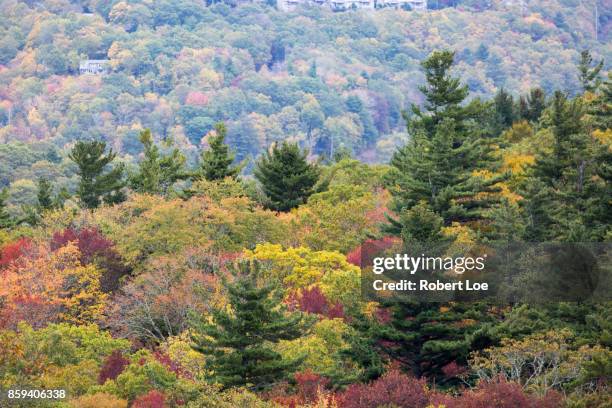 autumn trees at the blue ridge mountains - blowing rocks preserve stock pictures, royalty-free photos & images