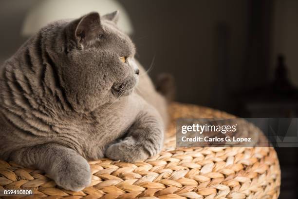 elegant british short hair cat sitting lying on wicker stool looking away - british shorthair cat stock pictures, royalty-free photos & images