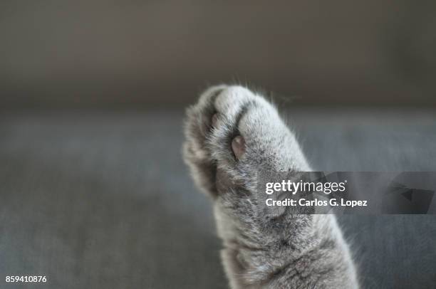 close up of british short hair cat's paw on sofa - griffes ou pinces photos et images de collection