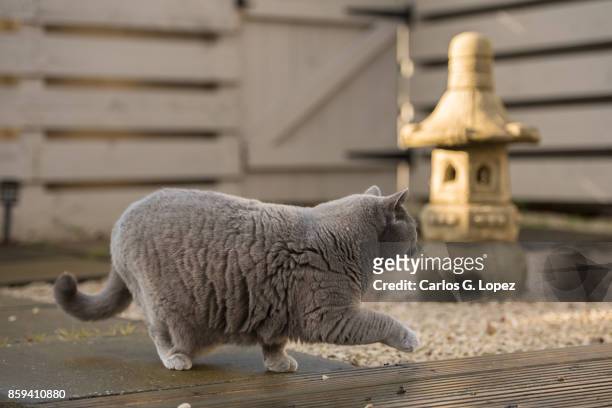 elegant british short hair cat walking near stone pagoda on zen garden - cat circle stock pictures, royalty-free photos & images