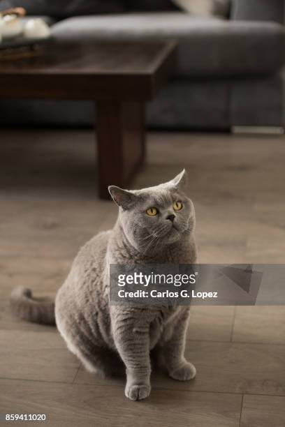 elegant british short hair cat sitting and looking up waiting to be fed - short hair photos et images de collection