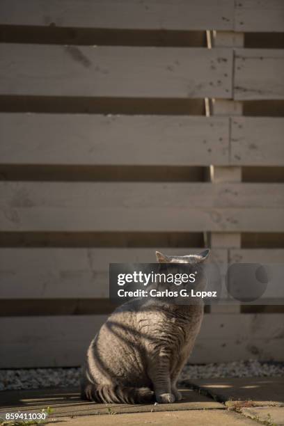 elegant british short hair cat under the shade cast by wooden fence - camouflaged cat ストックフォトと画像