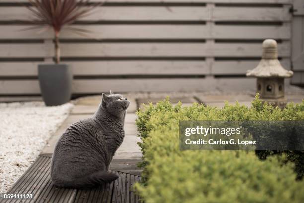 british short hair cat sitting on zen garden looking up at tree - hedge fonds stock pictures, royalty-free photos & images
