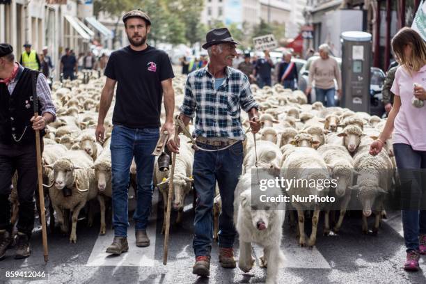 French breeders demonstrate with their animals in Lyon on October 9, 2017 to draw attention to rising wolf attacks on sheep herds and against the...