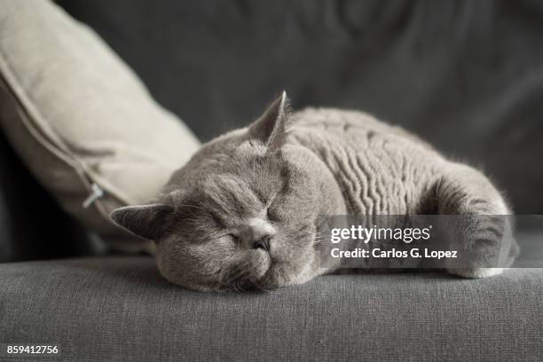 british short hair cat sleeping near cushion on couch - cat circle stock pictures, royalty-free photos & images