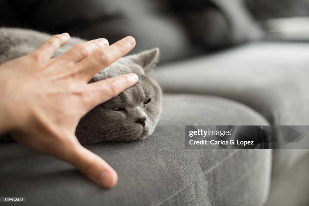 British Short hair cat stroked on head while lying on sofa