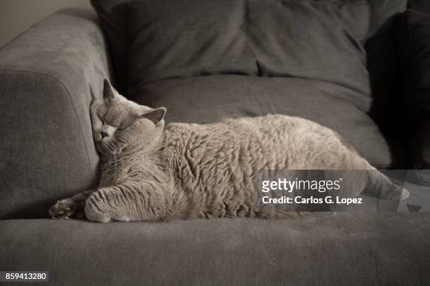 british short hair cat sleeping on couch with face squashed - fat foto e immagini stock