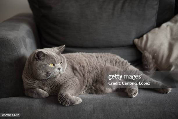 elegant british short hair cat lying on couch looking away - grey sofa stock pictures, royalty-free photos & images