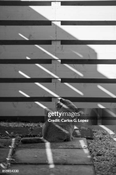 elegant british short hair cat sitting on shade by a fence - camouflaged cat ストックフォトと画像