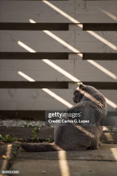 elegant british short hair cat sitting on shade by wooden fence - camouflaged cat ストックフォトと画像