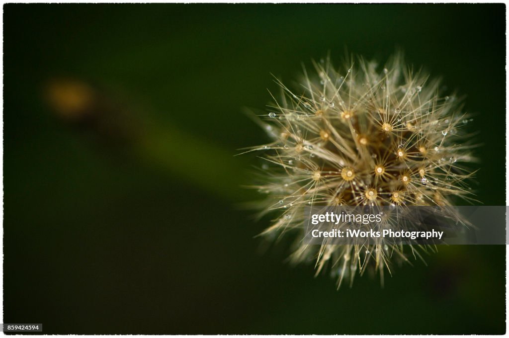 Dandelion