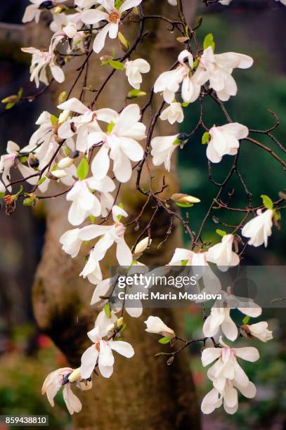 royal star magnolia"n - star magnolia trees stock pictures, royalty-free photos & images