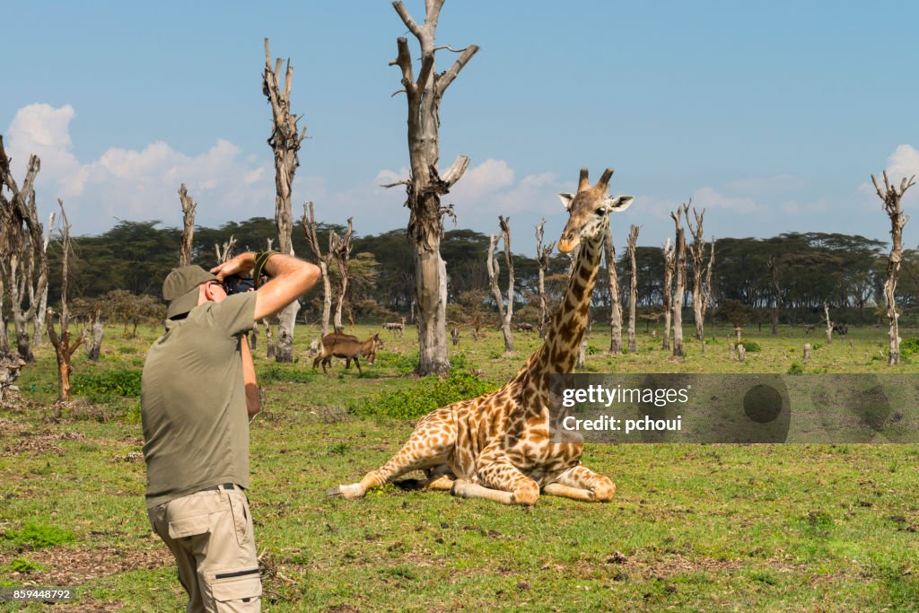 Seniors, man capturing wildlife, photographing giraffe in Africa